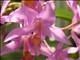 DSCN1235